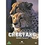 Wildlife Paradise - Cheetahs
