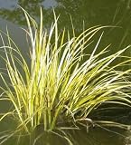 Sweetflag Acorus 10 Seeds - Acorus calamus