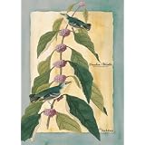 Cerulean Warbler Garden 