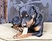 Sudopo JimHodgesDogTraining Grade A Elk Antlers for Dogs - Whole - Large