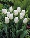 Unwins Bulbs - Tulip Dwarf Calgary 6 prepacked bulb(s)