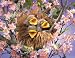 Plush Baby Birds in Nest Puppet 5"