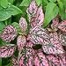 Hypoestes - Pink Polka Dot - 1000 Seeds