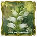 Turtlehead (Chelone glabra) Jumbo Wildflower Seed Packet - 500 Seeds