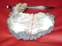 Clamshell Geode Over 100 Million Years Old, Collector's Item