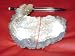 Clamshell Geode Over 200 Million Years Old, Collector's Item