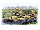 African-American Slaves Unloading Rice Barges in South Carolina 1800 Art Giclee Poster Print, 12x9