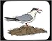 Mouse Pad with bird, seabird, calling, gull, herring