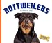 Rottweilers (Domestic Dogs)