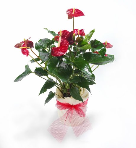Amazon.de Pflanzenservice Flamingo-Blume, Anthurie im Deko-Topf, 1 Pflanze rot bl&uuml;hend