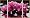 Malen nach Zahlen 609260603 - Orchideen - Triptychon