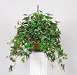 Artificial Variegated English Ivy Hanging Basket