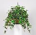 Artificial Variegated English Ivy Hanging Basket