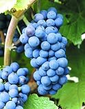 Weinrebe Regent&copy;, rot, 1 Pflanze