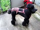 Joybies PiddlePlaid Piddle Pants(tm) for XX Large Female Dog (Measuring 22-24 from Collar to Base of Tail)