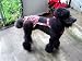 Joybies PiddlePlaid Piddle Pants(tm) for XX Large Female Dog (Measuring 22"-24" from Collar to Base of Tail)