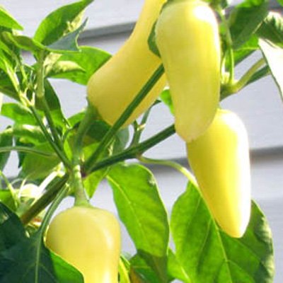 Chili-Neuheit - eine gelbe Jalapeno-Sorte - Jalapeno Jaloro - 10 Samen