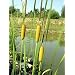 Graceful Dwarf Cattail 50 Seeds-Typha laxmannii-Aquatic