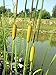 Graceful Dwarf Cattail 50 Seeds-Typha laxmannii-Aquatic