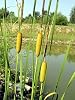 Aquatic Plants