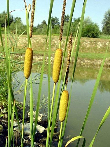 Graceful Dwarf Cattail 50 Seeds-Typha laxmannii-Aquatic