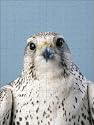Jigsaw of Saker FALCON - close-up of head from Ardea