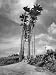Towering Palm Trees Line Dirt Road as They Dwarf a Native Family Traveling on Foot Ph...