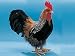Male Chicken Decoration Rooster Bird Figurie Avian Lifelike Model New