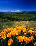 510hzG3bF1L. SL160  Wallmonkeys Peel and Stick Wall Decals   California Poppies and Mount Hood   18H x 14W Removable Graphic