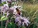 Bee on Bergamot - 24