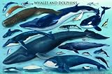510iKMY5dgL. SL160  Safari LTD Whales and Dolphins Laminated Posters