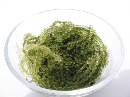 宮古島産　新鮮！（生）海ぶどう　茎付き　たっぷり500ｇ
