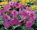 Amazon / Hirt's: Rose Hardy Gloxinia 10 Seeds - Incarvillea - Perennial