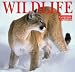Wildlife 2009 Wall Calendar