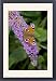 Framed Prints of Peacock Butterfly on Buddleia Bush (Buddleia davidii) from Ardea Wildlife Pets
