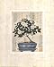 Gardenia Bonsai by Richard Henson 16.00X20.00. Art Poster Print Gardenia Bonsai by Richard Henson 16.00X20.00. Art Poster Print