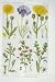 1919 Flowers Corn Marigold Bluebottle Sow-Thistle