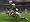 Rugby 08 (PS2)