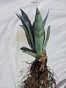 Blue Agave Plant - Small (Live Bareroot Plant)