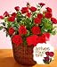 Potted Red Roses