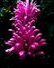 Candy Cane Flowers by Michael Taggart Photography Fine Art Photo Print or Canvas-Print-Medium