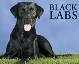 Just Black Labs 2009 Calendar (Just)