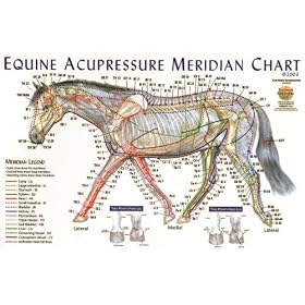 Equine Acupressure Meridian Anatomical Chart Laminated