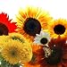 100 Seeds, Sunflower "Crazy Mix" (10+ Varieties) Seeds by Seed Needs