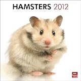 Hamsters 2012 Square 12X12 Wall Calendar (Multilingual Edition)