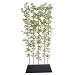 Laura Ashley Bamboo Screen X5 tree in a planter 8'H