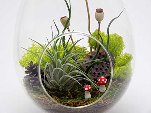 Teardrop Air Plant Terrarium with Mushrooms, Dried Natural Flora, Moss, 2 Air Plants, Extra Large 13" / Forest Theme