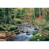 Forest Stream 278 Wall Mural