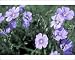 Photographic Prints of Blue flax, a native wildflower described by Meriwether Lewis, Montana from North Wind