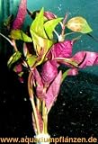 1 Bund Alternanthera bettzickiana, Papageienblatt
